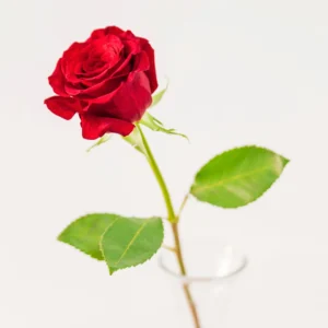 Une rose pour la Vierge Couronnée